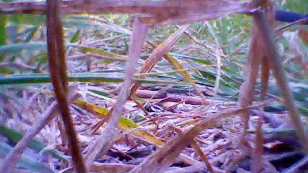 close up image of brown and green grass, it looks messy. the image quality is quite poor